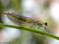 Gebänderte Prachtlibelle (Calopteryx splendens), Weibchen - DE (SH)