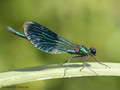 Gebänderte Prachtlibelle (Calopteryx splendens), Männchen - DE (SH)
