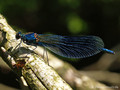 Gebänderte Prachtlibelle (Calopteryx splendens), Männchen - DE (MV)