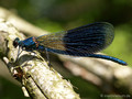 Gebänderte Prachtlibelle (Calopteryx splendens), Männchen - DE (MV)