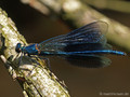 Gebänderte Prachtlibelle (Calopteryx splendens), Männchen - DE (MV)
