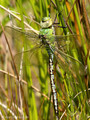 Große Königslibelle (Anax imperator), junges Männchen - DE (SH)