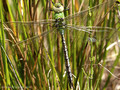 Große Königslibelle (Anax imperator), junges Männchen - DE (SH)