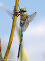 Große Königslibelle (Anax imperator), Männchen - DE (SH)