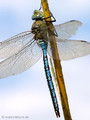 Große Königslibelle (Anax imperator), Männchen - DE (SH)