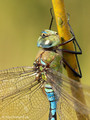 Große Königslibelle (Anax imperator), Männchen - DE (SH)