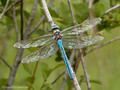 Große Königslibelle (Anax imperator), Männchen - DE (SH)