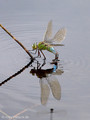 Große Königslibelle (Anax imperator), Weibchen bei der Eiablage - DE (HH)
