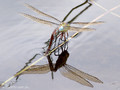Große Königslibelle (Anax imperator), Weibchen bei der Eiablage - DE (HH)