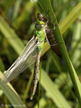 Große Königslibelle (Anax imperator), Männchen kurz nach dem Schlupf - DE (MV)