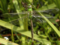 Große Königslibelle (Anax imperator), Männchen kurz nach dem Schlupf - DE (MV)