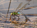Große Königslibelle (Anax imperator), Weibchen bei der Eiablage - DE (HH)