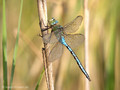 Große Königslibelle (Anax imperator), Männchen - DE (SH)