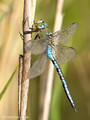 Große Königslibelle (Anax imperator), Männchen - DE (SH)