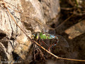 Große Königslibelle (Anax imperator), Weibchen bei der Eiablage - FR (Korsika, Balagne)