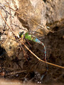 Große Königslibelle (Anax imperator), Weibchen bei der Eiablage - FR (Korsika, Balagne)