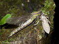 Gemeine Keiljungfer (Gomphus vulgatissimus), Weibchen kurz nach dem Schlupf - DE (SH)