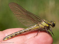 Gemeine Keiljungfer (Gomphus vulgatissimus), Weibchen kurz nach dem Schlupf - DE (SH)