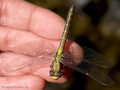 Gemeine Keiljungfer (Gomphus vulgatissimus), Weibchen kurz nach dem Schlupf - DE (SH)