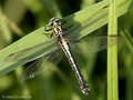 Gemeine Keiljungfer (Gomphus vulgatissimus), Weibchen - DE (SH)