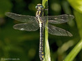 Gemeine Keiljungfer (Gomphus vulgatissimus), Weibchen - DE (SH)