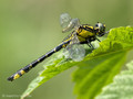 Gemeine Keiljungfer (Gomphus vulgatissimus), junges Männchen - DE (SH)