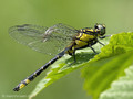 Gemeine Keiljungfer (Gomphus vulgatissimus), junges Männchen - DE (SH)