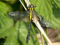 Gemeine Keiljungfer (Gomphus vulgatissimus), junges Männchen - DE (SH)