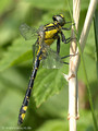 Gemeine Keiljungfer (Gomphus vulgatissimus), junges Männchen - DE (SH)