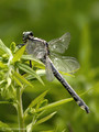 Gemeine Keiljungfer (Gomphus vulgatissimus), altes Weibchen - SE (Hallands län)