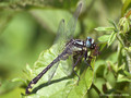 Gemeine Keiljungfer (Gomphus vulgatissimus), Männchen mit Beute - DE (SH)