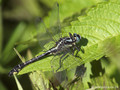 Gemeine Keiljungfer (Gomphus vulgatissimus), Männchen - DE (SH)