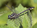 Gemeine Keiljungfer (Gomphus vulgatissimus), Männchen - DE (SH)