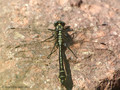 Gemeine Keiljungfer (Gomphus vulgatissimus), Männchen - DE (SH)