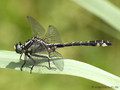 Gemeine Keiljungfer (Gomphus vulgatissimus), Männchen - DE (SH)