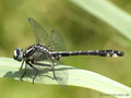 Gemeine Keiljungfer (Gomphus vulgatissimus), Männchen - DE (SH)