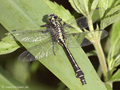 Gemeine Keiljungfer (Gomphus vulgatissimus), Männchen - DE (SH)