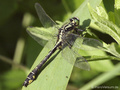 Gemeine Keiljungfer (Gomphus vulgatissimus), Männchen - DE (SH)