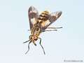 Goldaugenbremse (Chrysops relictus), Weibchen - DE (MV)