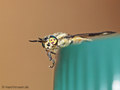 Goldaugenbremse (Chrysops relictus), Weibchen - DE (MV)