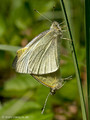 Kleiner Kohlweißling (Pieris rapae), Kopula - DE (HH)