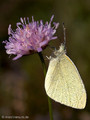 Kleiner Kohlweißling (Pieris rapae), Weibchen - DE (MV)