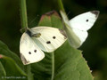 Kleiner Kohlweißling (Pieris rapae), Weibchen/Männchen - DE (HH)