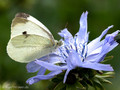 Kleiner Kohlweißling (Pieris rapae), Weibchen - DE (HH)