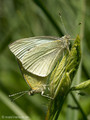Kleiner Kohlweißling (Pieris rapae), Kopula - DE (SH)