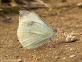 Kleiner Kohlweißling (Pieris rapae), Weibchen - DE (SH)