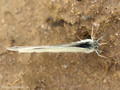 Kleiner Kohlweißling (Pieris rapae), Weibchen - DE (SH)