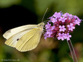 Kleiner Kohlweißling (Pieris rapae), Weibchen - DE (HH)