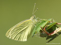 Kleiner Kohlweißling (Pieris rapae) - DE (MV)