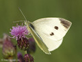 Kleiner Kohlweißling (Pieris rapae), Weibchen - DE (NI)